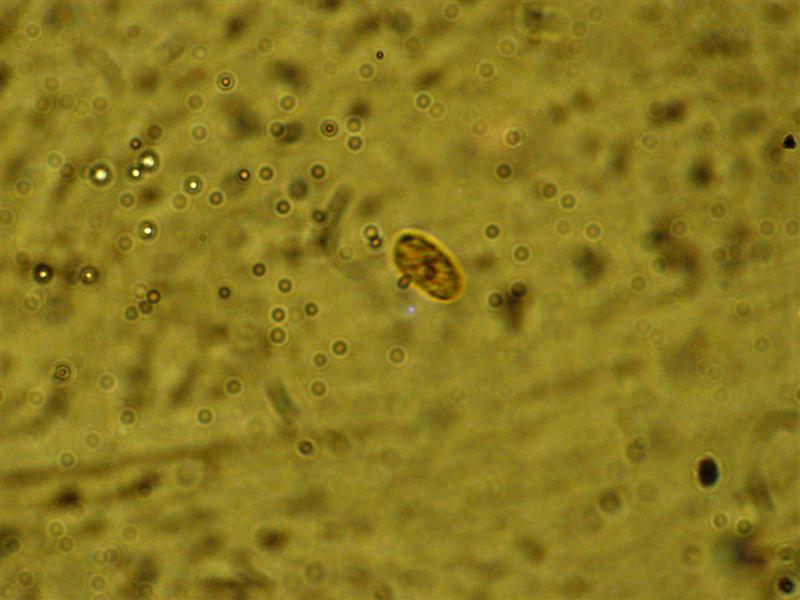 Crosta da determinare (Peniophora incarnata)